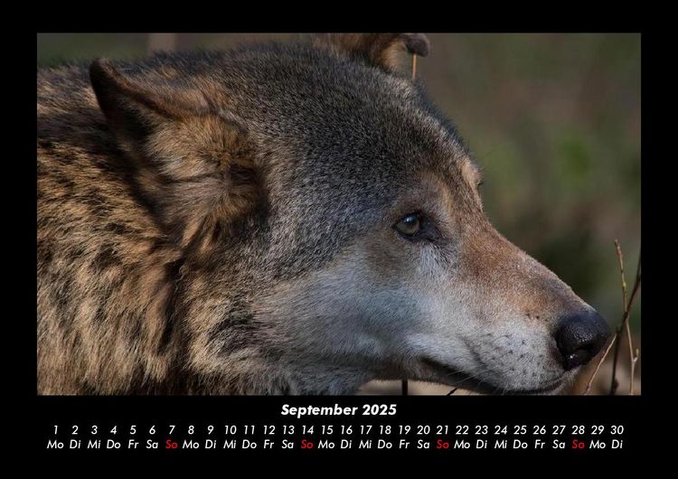 Produktbild: Welt der Tiere 2025 Fotokalender DIN A3