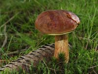 Produktbild: CALVENDO Puzzle Maronen-R&ouml;hrling (Imleria badia) | 1000 Teile Lege-Gr&ouml;&szlig;e 64x48cm Foto-Puzzle f&uuml;r gl&uuml;ckliche Stunden