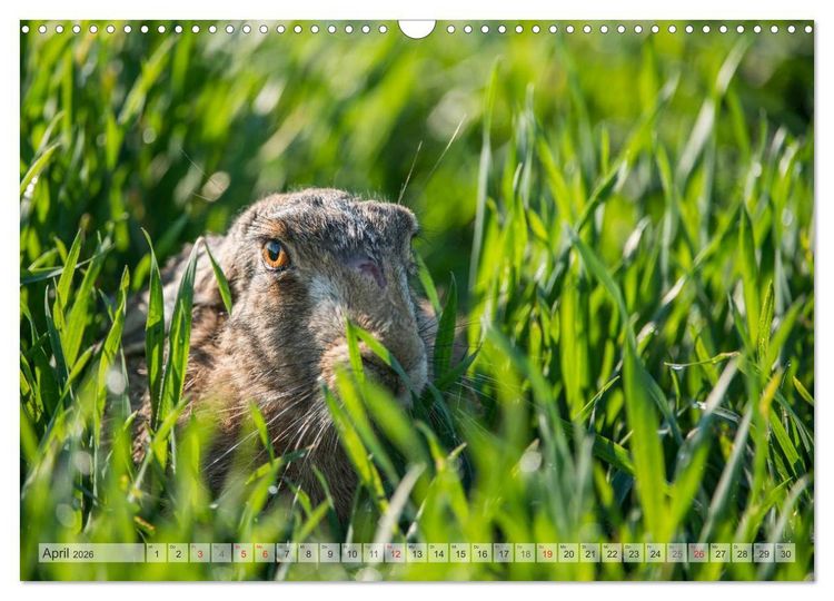 Produktbild: Emotionale Momente: Wild und Jagd. (Wandkalender 2026 DIN A3 quer), CALVENDO Monatskalender