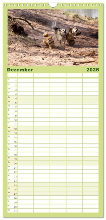 Produktbild: Familienplaner 2026 - Chihuahuas - kleine Herzensbrecher mit 5 Spalten (Wandkalender, 21 x 45 cm) CALVENDO