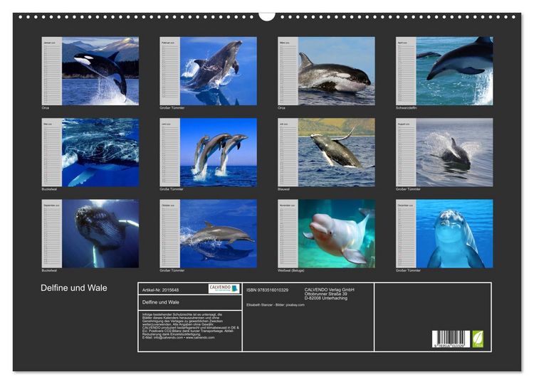 Produktbild: Delfine und Wale (Wandkalender 2026 DIN A2 quer), CALVENDO Monatskalender