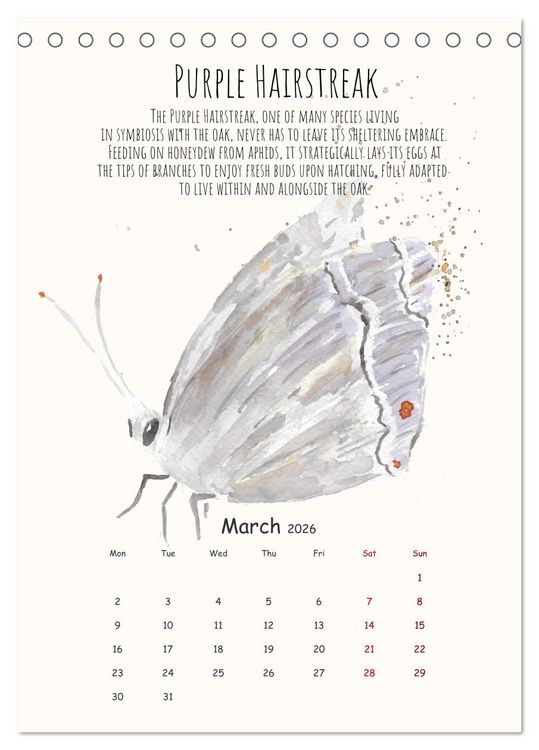 Produktbild: Symbiosis, the story of collaborations in nature (Desk Calendar 2026 DIN A5 portrait), CALVENDO 12 Month DeskCalendar