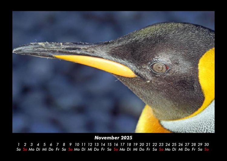 Produktbild: Pinguine & Eisb&auml;ren 2025 Fotokalender DIN A3