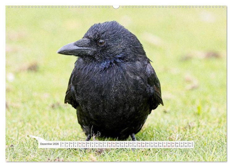 Produktbild: Kr&auml;henkinder - Schwarz, niedlich und immer hungrig (Wandkalender 2026 DIN A2 quer), CALVENDO Monatskalender