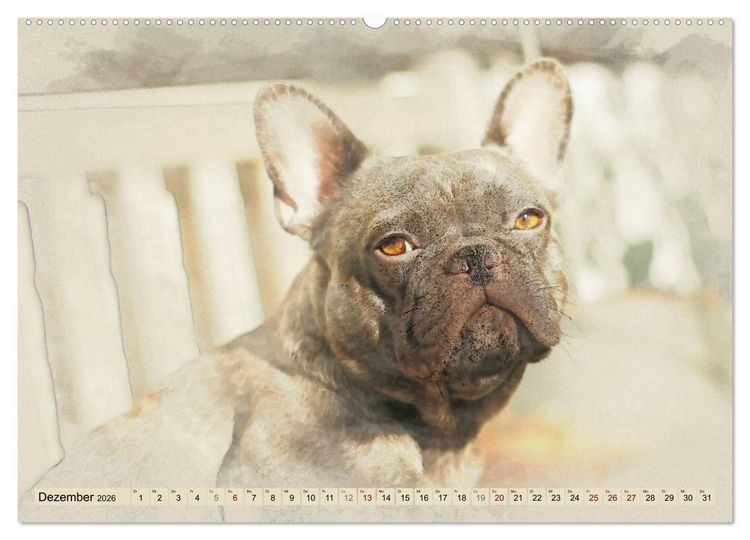 Produktbild: Franz&ouml;sische Bulldoggen 2026 (Wandkalender 2026 DIN A2 quer), CALVENDO Monatskalender