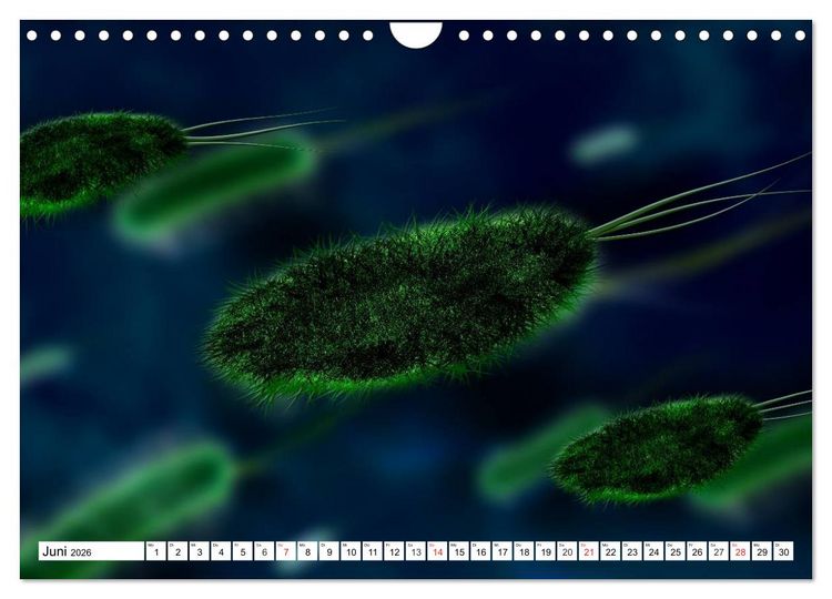 Produktbild: Mikrobiologie. Mikroorganismen, Genetik und Zellen (Wandkalender 2026 DIN A4 quer), CALVENDO Monatskalender