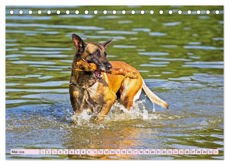 Produktbild: Freund und Besch&uuml;tzer - Der Malinois (Tischkalender 2026 DIN A5 quer), CALVENDO Monatskalender