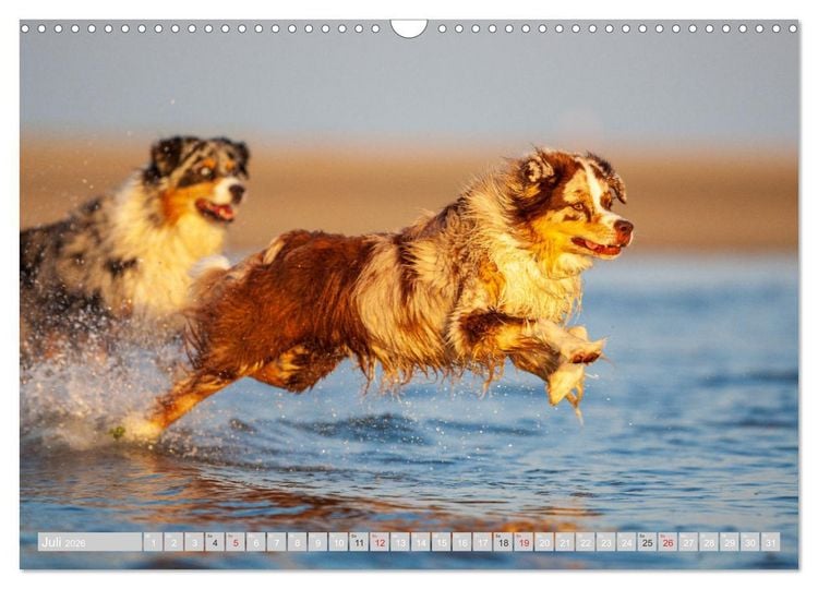 Produktbild: Australian Shepherd 2026 (Wandkalender 2026 DIN A3 quer), CALVENDO Monatskalender