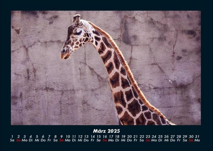 Produktbild: Giraffen 2025 Fotokalender DIN A4
