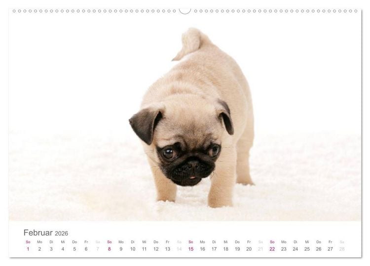 Produktbild: Mopswelpe Emma (hochwertiger Premium Wandkalender 2026 DIN A2 quer), Kunstdruck in Hochglanz