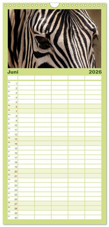 Produktbild: Familienplaner 2026 - Zebras - Faszination der Wildnis mit 5 Spalten (Wandkalender, 21 x 45 cm) CALVENDO