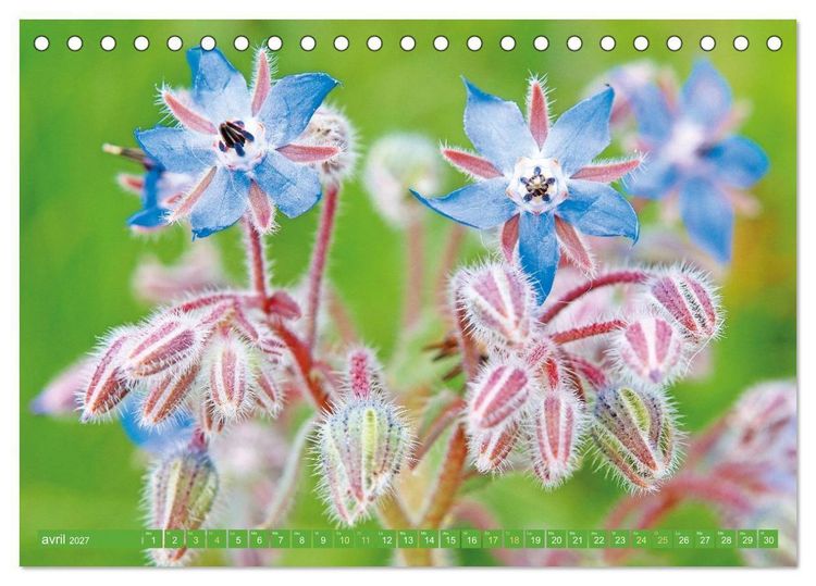 Produktbild: Fleurs du jardin aromatique (Calendrier de bureau 2027 DIN A5 vertical), CALVENDO calendrier mensuel
