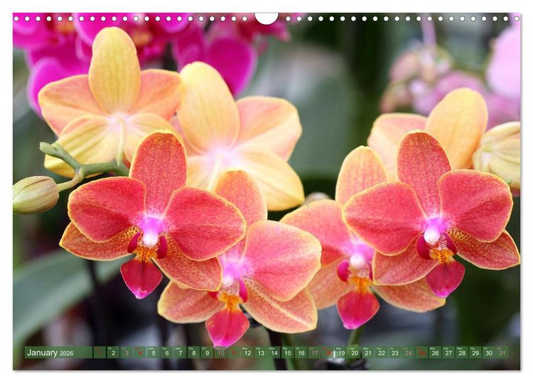 Produktbild: Orchid - A Flower Wonder (Wall Calendar 2026 DIN A3 landscape), CALVENDO 12 Month Wall Calendar