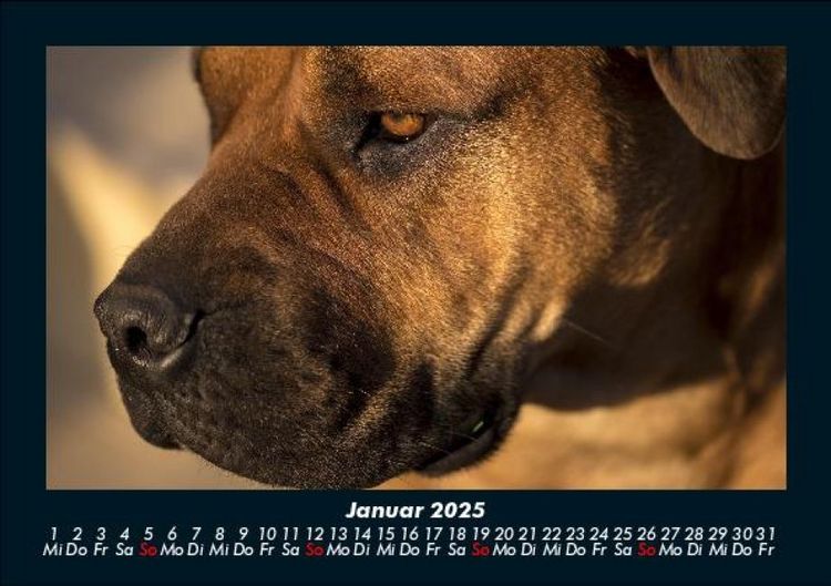 Produktbild: Hunde 2025 Fotokalender DIN A5