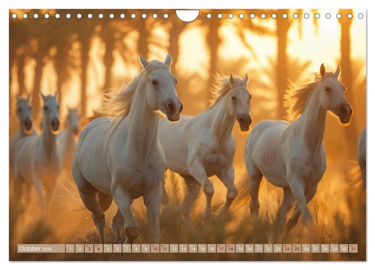 Produktbild: White Horses in Splendor (Wall Calendar 2026 DIN A4 landscape), CALVENDO 12 Month Wall Calendar