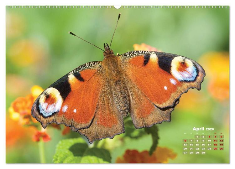 Produktbild: GEOclick Lernkalender: Portr&auml;ts einheimischer Schmetterlinge (Wandkalender 2026 DIN A2 quer), CALVENDO Monatskalender