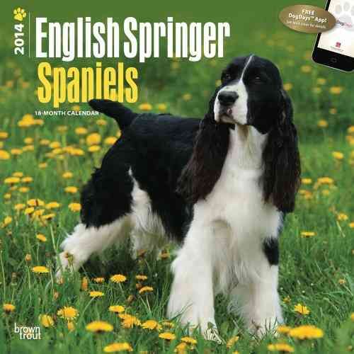 Produktbild: English Springer Spaniels Calendar