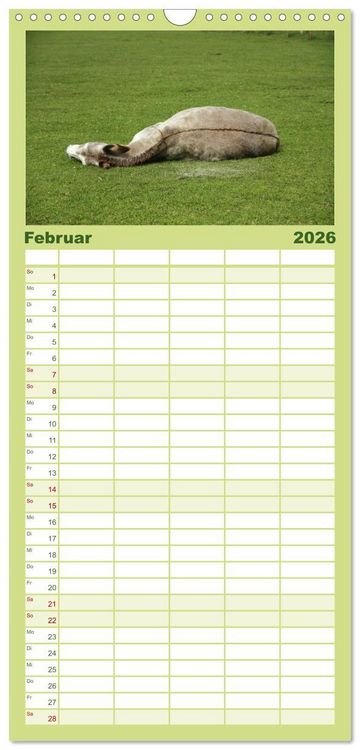 Produktbild: Familienplaner 2026 - Esel - liebenswerte Langohren mit 5 Spalten (Wandkalender, 21 x 45 cm) CALVENDO