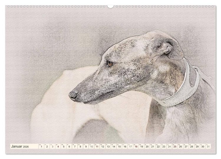 Produktbild: Whippet 2026 (Wandkalender 2026 DIN A2 quer), CALVENDO Monatskalender