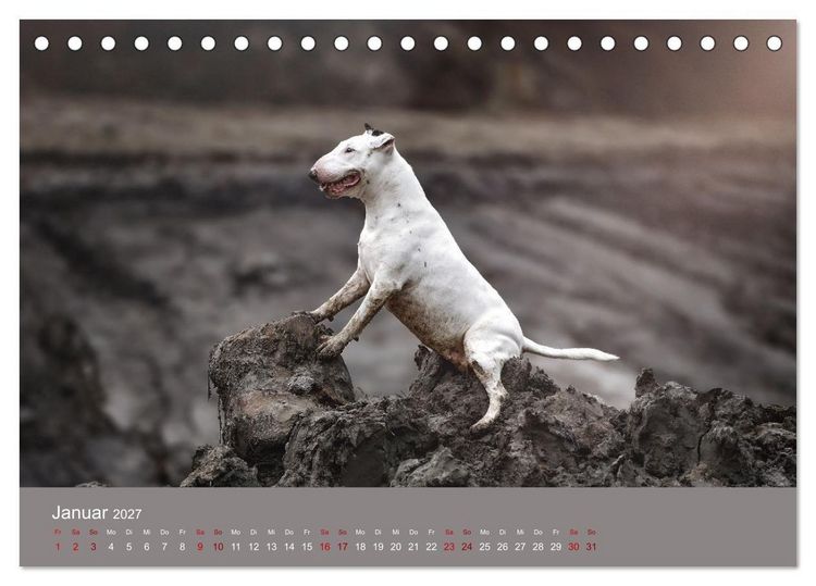Produktbild: Fantastische Bullterrier - Sieger im Herzen (Tischkalender 2027 DIN A5 quer), CALVENDO Monatskalender