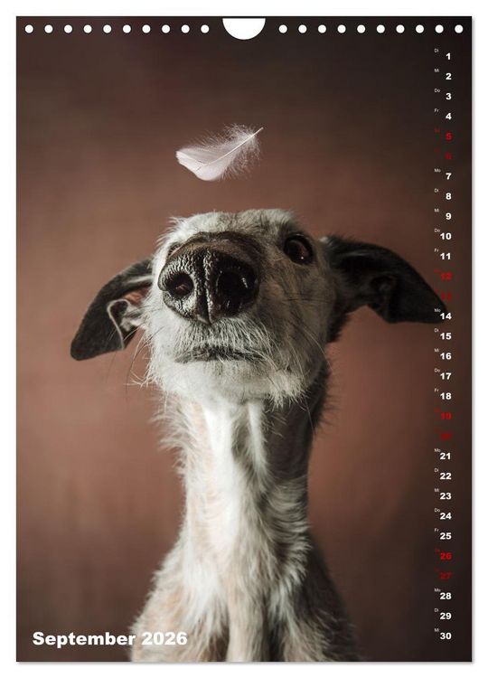 Produktbild: dogmuse deluxe (Wandkalender 2026 DIN A4 hoch), CALVENDO Monatskalender