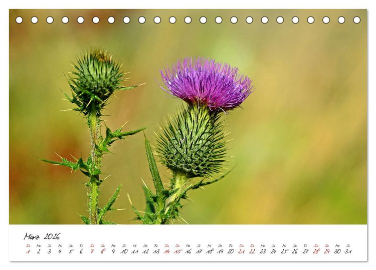 Produktbild: Sch&ouml;nheiten in freier Natur (Tischkalender 2026 DIN A5 quer), CALVENDO Monatskalender