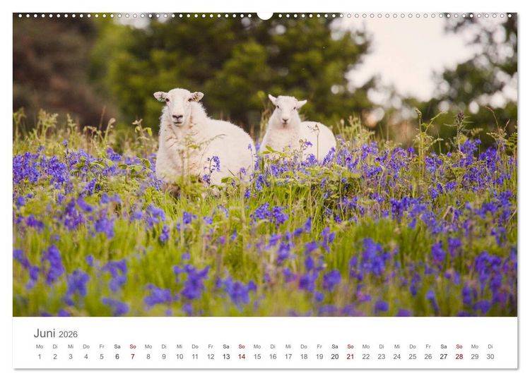 Produktbild: Schafe - Weich und wollig (hochwertiger Premium Wandkalender 2026 DIN A2 quer), Kunstdruck in Hochglanz