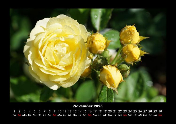 Produktbild: Blumenzauber 2025 Fotokalender DIN A3