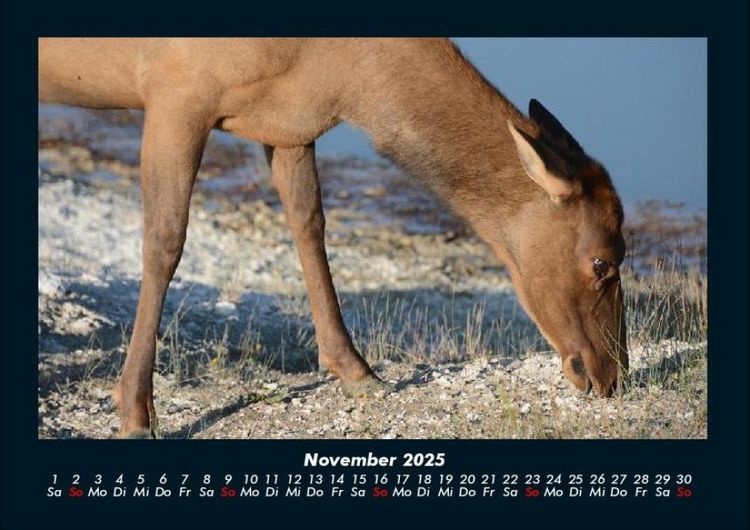 Produktbild: Der Tierkalender 2025 Fotokalender DIN A4