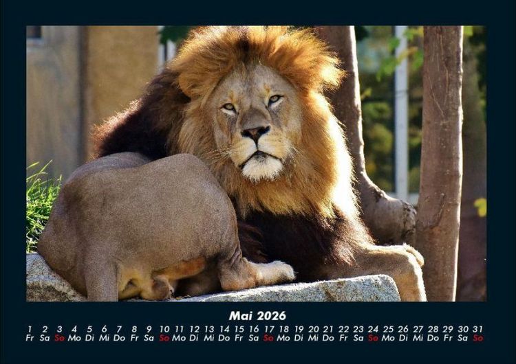 Produktbild: L&ouml;wen in der Wildnis 2026 Fotokalender DIN A4