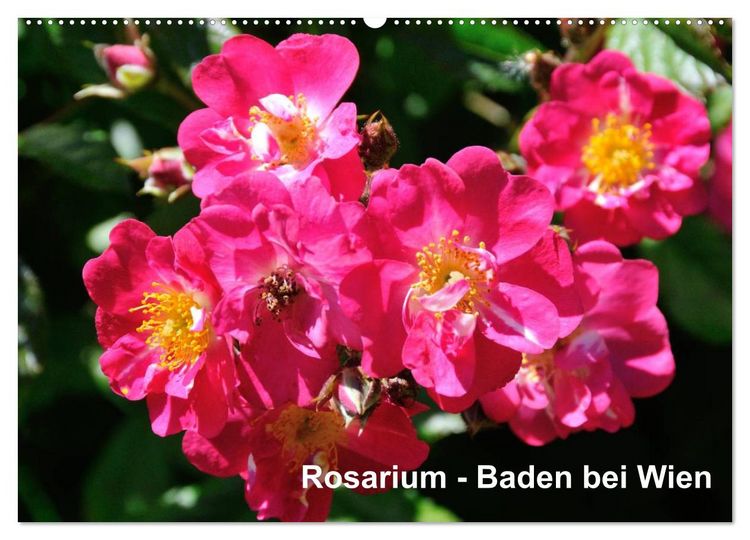 Produktbild: Baden bei Wien - Rosarium (Wandkalender 2026 DIN A2 quer), CALVENDO Monatskalender