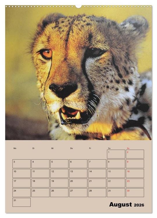 Produktbild: Gro&szlig;katzen. Raubkatzengesichter (hochwertiger Premium Wandkalender 2026 DIN A2 hoch), Kunstdruck in Hochglanz