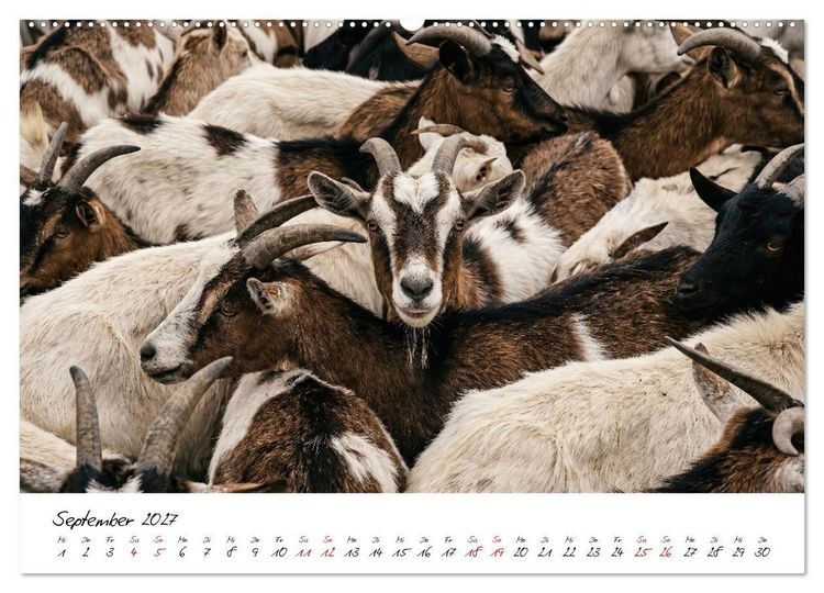 Produktbild: Better Together - Herdenmomente (hochwertiger Premium Wandkalender 2027 DIN A2 quer), Kunstdruck in Hochglanz