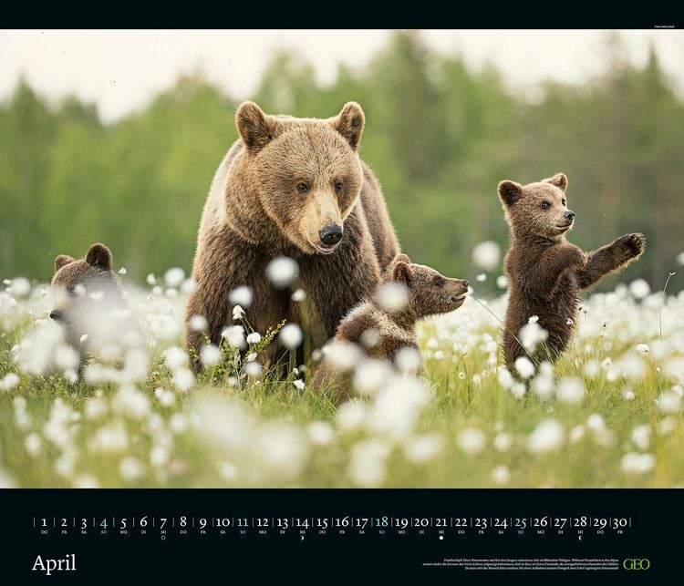 Produktbild: GEO Edition: Tierwelten 2027