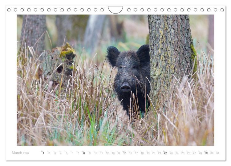 Produktbild: Wild Boars (Wall Calendar 2026 DIN A4 landscape), CALVENDO 12 Month Wall Calendar