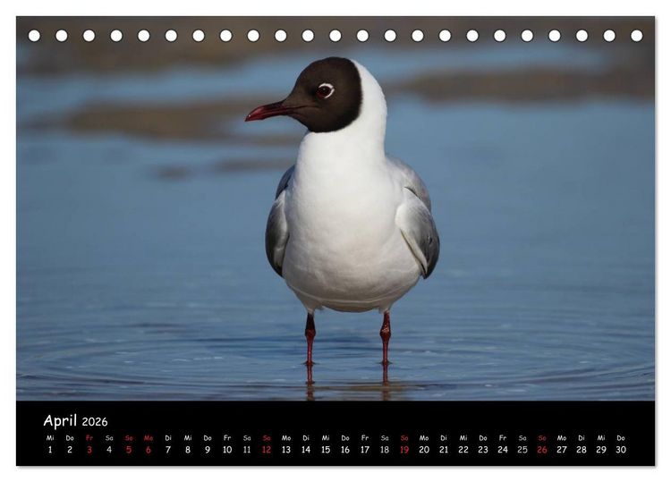 Produktbild: V&ouml;gel der Nordseek&uuml;ste (Tischkalender 2026 DIN A5 quer), CALVENDO Monatskalender