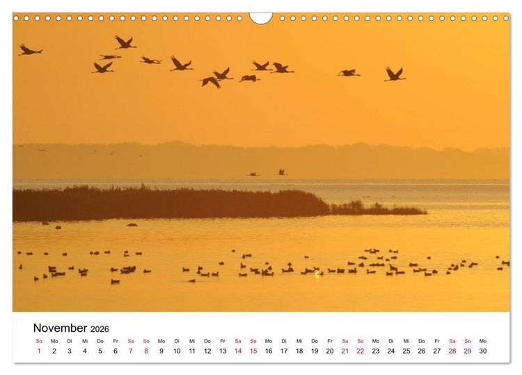 Produktbild: Zug der Kraniche (Wandkalender 2026 DIN A3 quer), CALVENDO Monatskalender