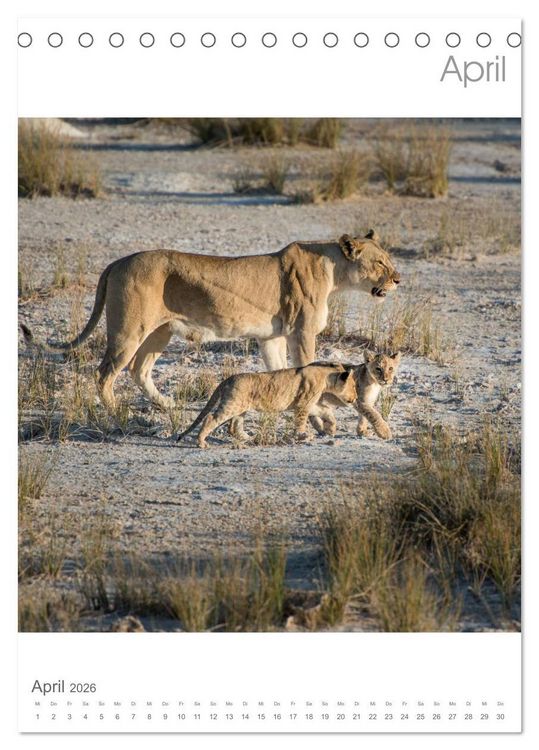 Produktbild: BIG CATS - Namibias Raubkatzen (Tischkalender 2026 DIN A5 hoch), CALVENDO Monatskalender