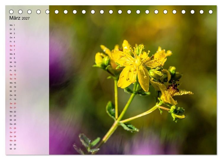 Produktbild: Sommerliche Bl&uuml;tenpoesie (Tischkalender 2027 DIN A5 quer), CALVENDO Monatskalender