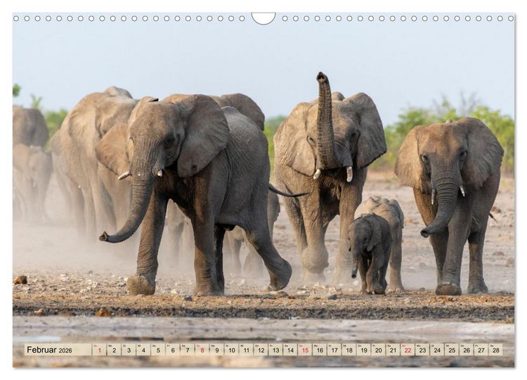 Produktbild: Elefanten - Sanfte Riesen Afrikas (Wandkalender 2026 DIN A3 quer), CALVENDO Monatskalender