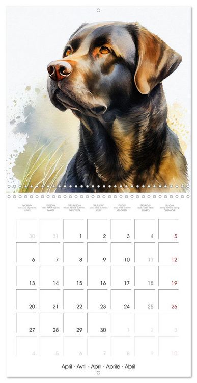 Produktbild: Artistic Dog Breeds (Wall Calendar 2026 12 &times; 12 Inch) CALVENDO 12 Month Wall Calendar