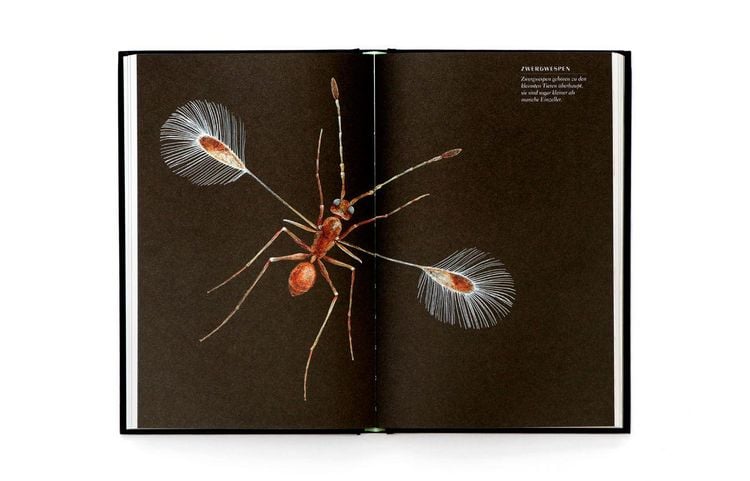 Produktbild: Wunderwelt der Insekten