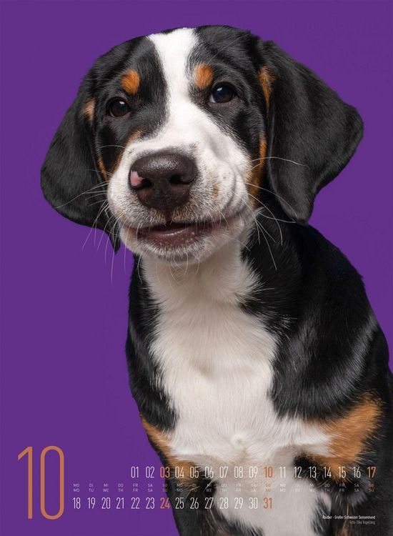 Produktbild: Frei Schnauze Kalender 2027