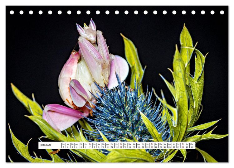 Produktbild: La Mante Orchid&eacute;e (Calendrier de bureau 2026 DIN A5 vertical), CALVENDO calendrier mensuel
