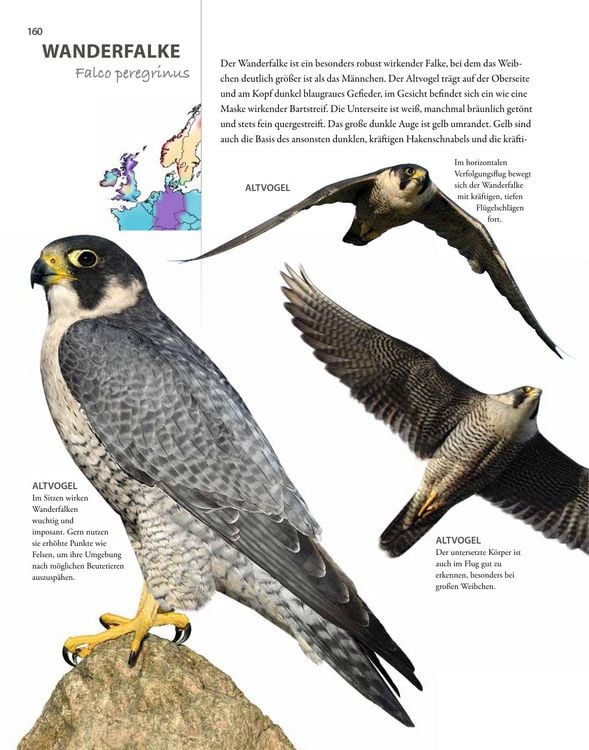 Produktbild: V&ouml;gel lebensgro&szlig;