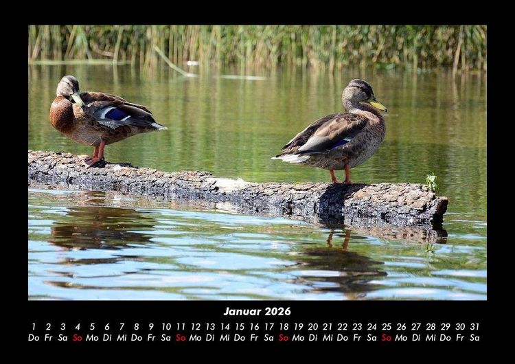 Produktbild: Enten 2026 Fotokalender DIN A3