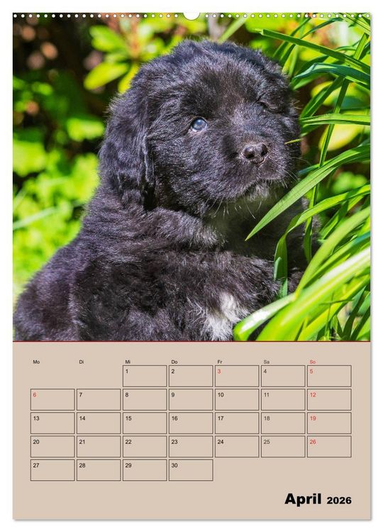 Produktbild: Familienplaner Neufundl&auml;nder Welpen (Wandkalender 2026 DIN A2 hoch), CALVENDO Monatskalender
