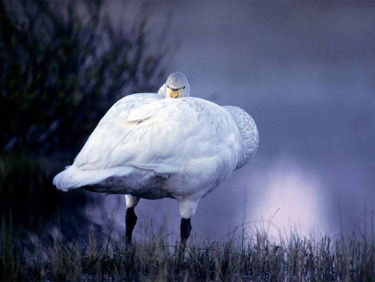 Produktbild: CALVENDO Puzzle wilden Schwan. Finnland | 1000 Teile Lege-Gr&ouml;&szlig;e 64x48cm Foto-Puzzle f&uuml;r gl&uuml;ckliche Stunden