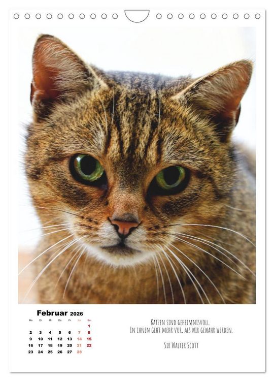 Produktbild: Stubentiger im Portrait (Wandkalender 2026 DIN A4 hoch), CALVENDO Monatskalender