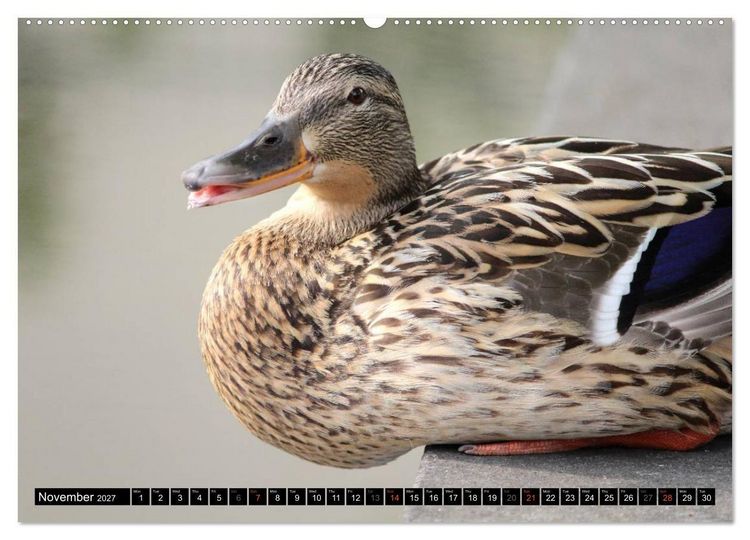 Produktbild: Lovely Water Birds (High Quality Premium Wall Calendar 2027 DIN A2 landscape),CALVENDO 12 Month Wall Calendar
